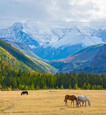 Altay Week Tour: Russian Nature